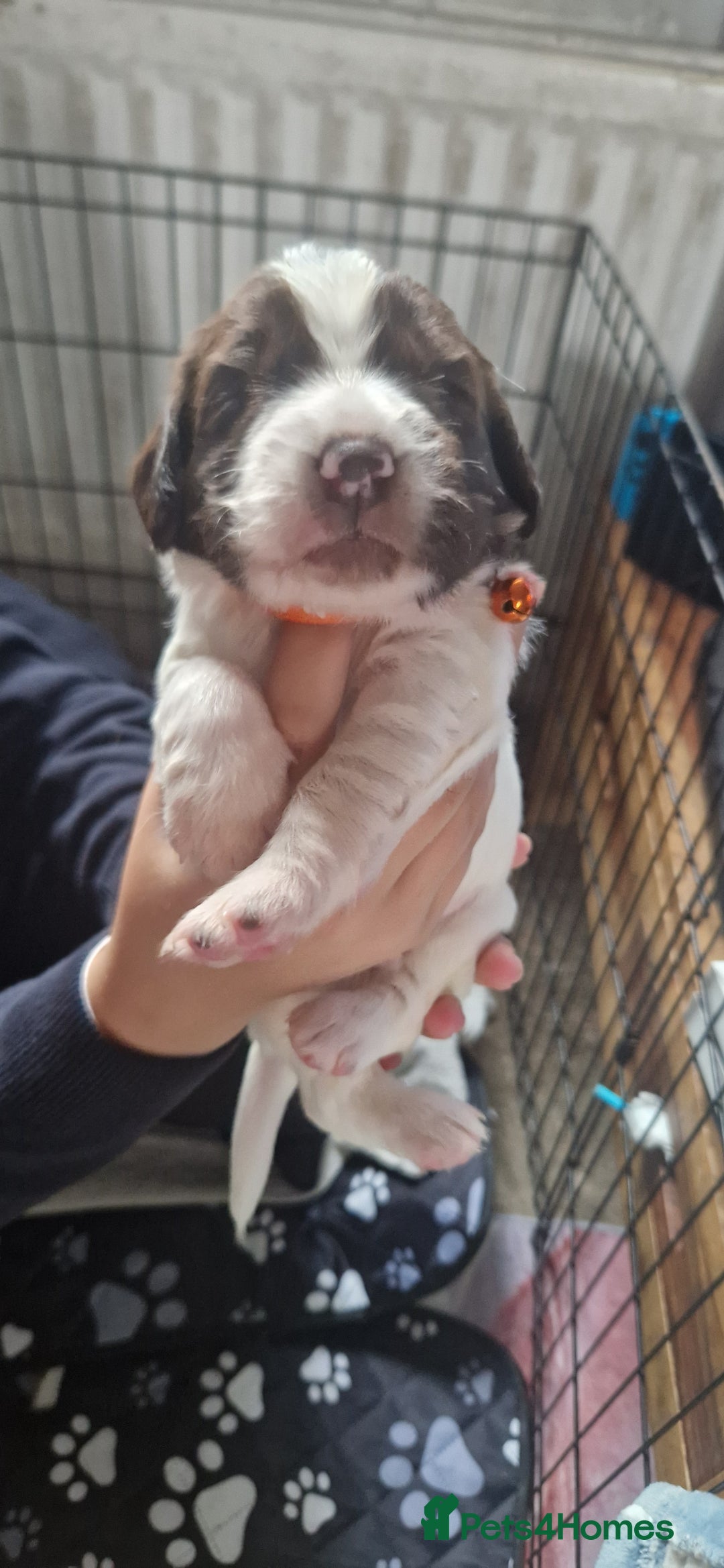 English Springer Spaniel dogs for sale: English springer spaniel pups - Image 10
