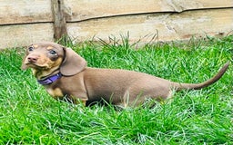 Miniature Dachshund dogs for sale: KC Miniature Dachshund - Image 5