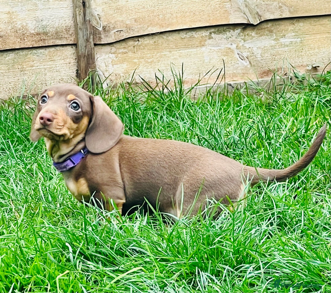 Miniature Dachshund dogs for sale: KC Miniature Dachshund - Image 5