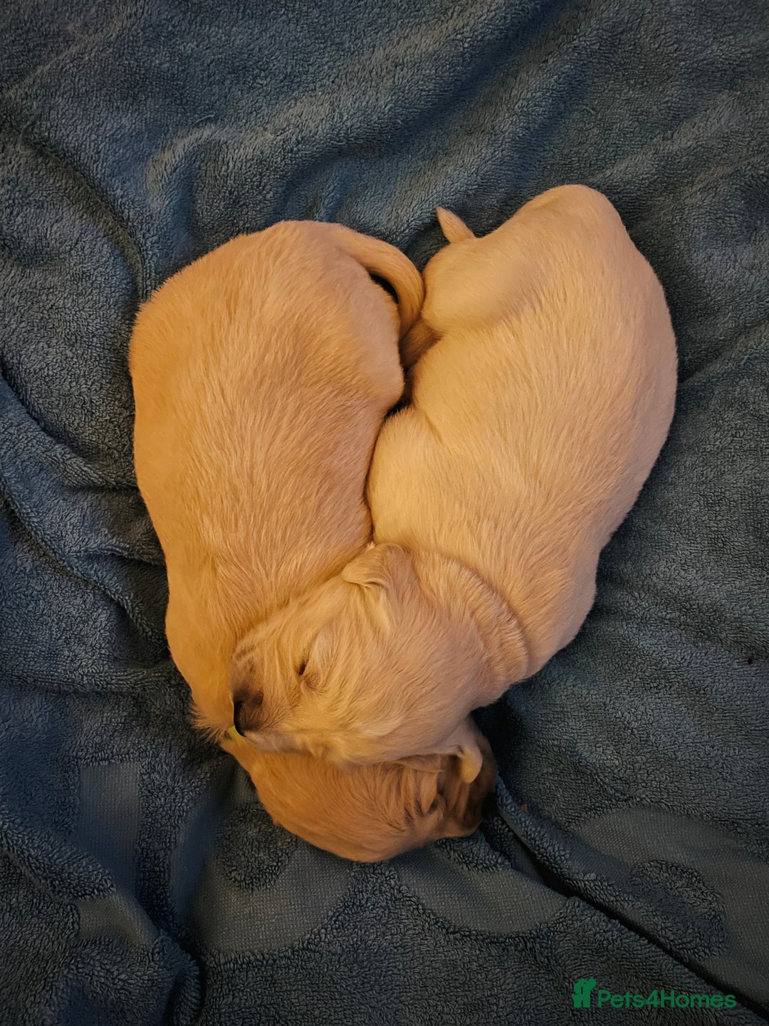 Golden Retriever dogs for sale: Pure Bred Golden Retriever Puppies for Sale - Advert 6