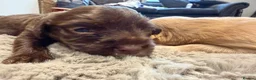 Cocker Spaniel dogs for sale: Beautiful Cocker Spaniel Puppies  - Advert 15