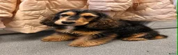 Cocker Spaniel dogs for sale: Kc reg health tested show cocker spaniels  - Advert 14