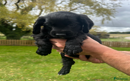 Cocker Spaniel dogs for sale: Cocker Spaniel Puppies - Image 6