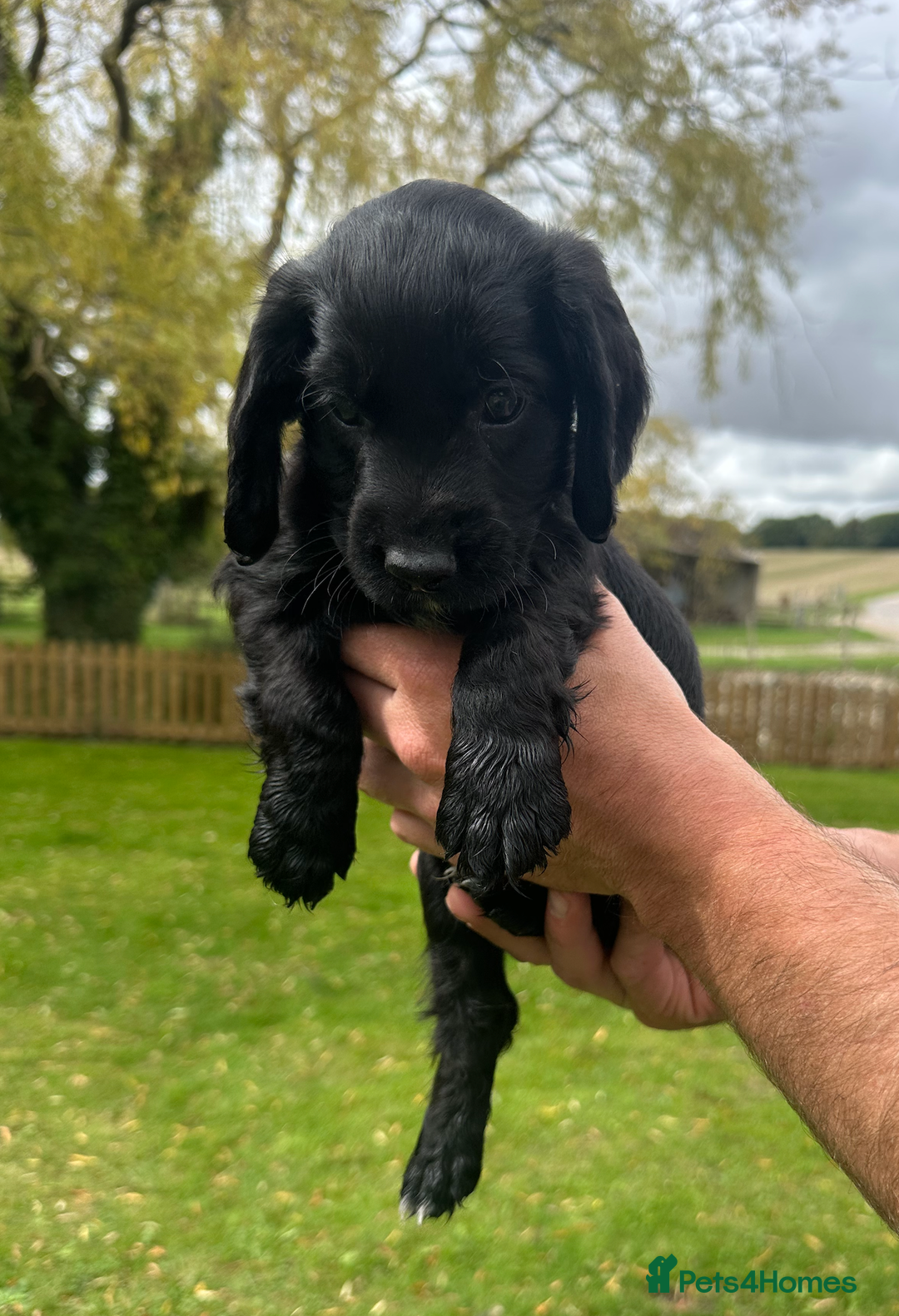 Cocker Spaniel dogs for sale: Cocker Spaniel Puppies - Image 6