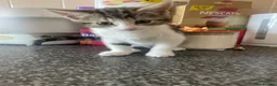 Mixed Breed cats for sale: Cute mixed kittens calico  - Advert 18