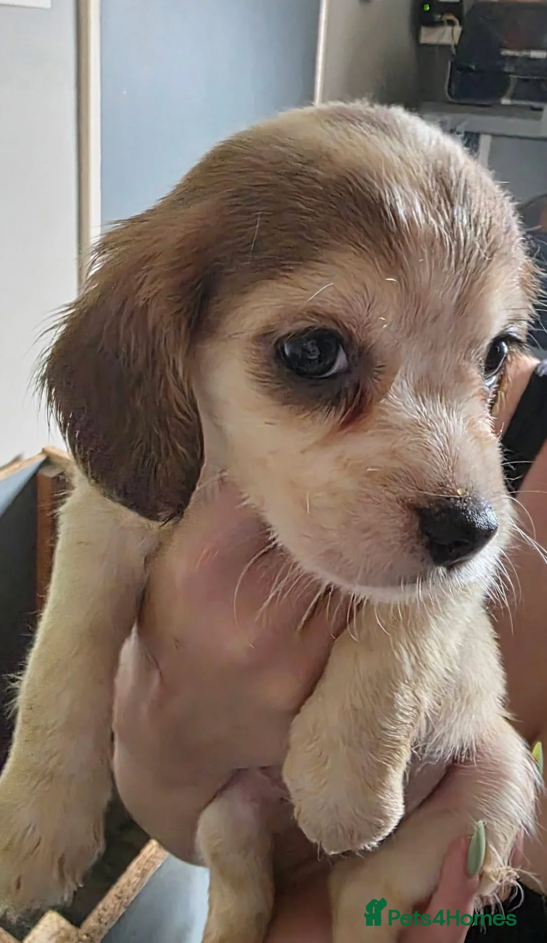 Cockalier dogs for sale: 2 x Cockalier puppies  - Advert 2