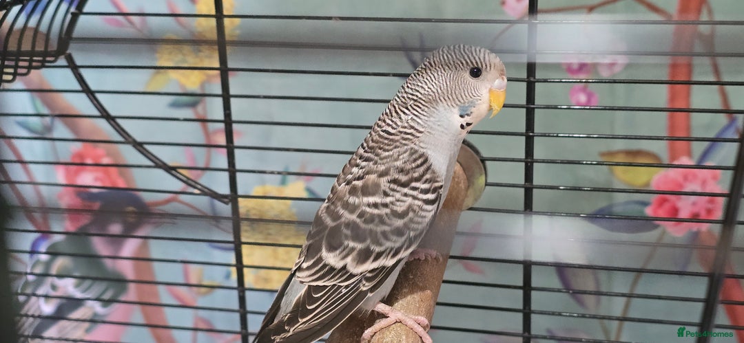 Budgerigars birds for sale: Gorgeous baby budgies - Advert 7