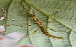 Stick Insects invertebrates for sale: Live stick insects and eggs - Image 3