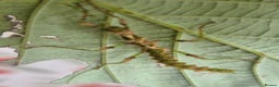 Stick Insects invertebrates for sale: Live stick insects and eggs - Advert 3