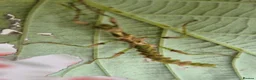Stick Insects invertebrates for sale: Live stick insects and eggs - Advert 4
