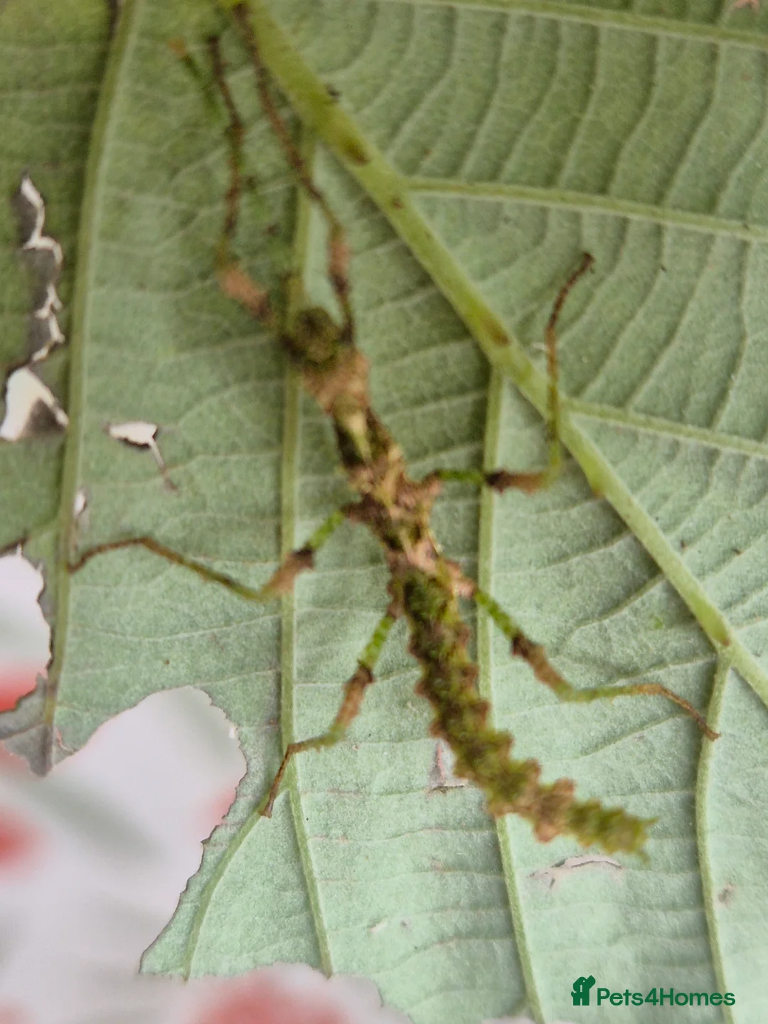 Stick Insects invertebrates for sale: Live stick insects and eggs - Advert 4