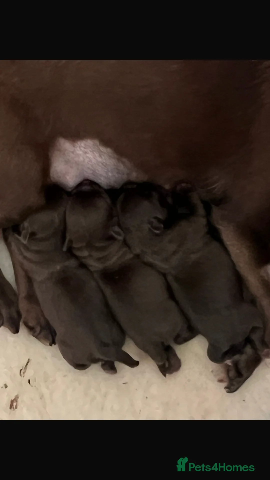 Chihuahua dogs for stud: Quality Russian import LC KC for stud in Torquay - Advert 7