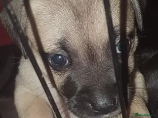 Staffordshire Bull Terrier dogs **LAST ONE LEFT **ready from 3rd April 2026! - Advert 8