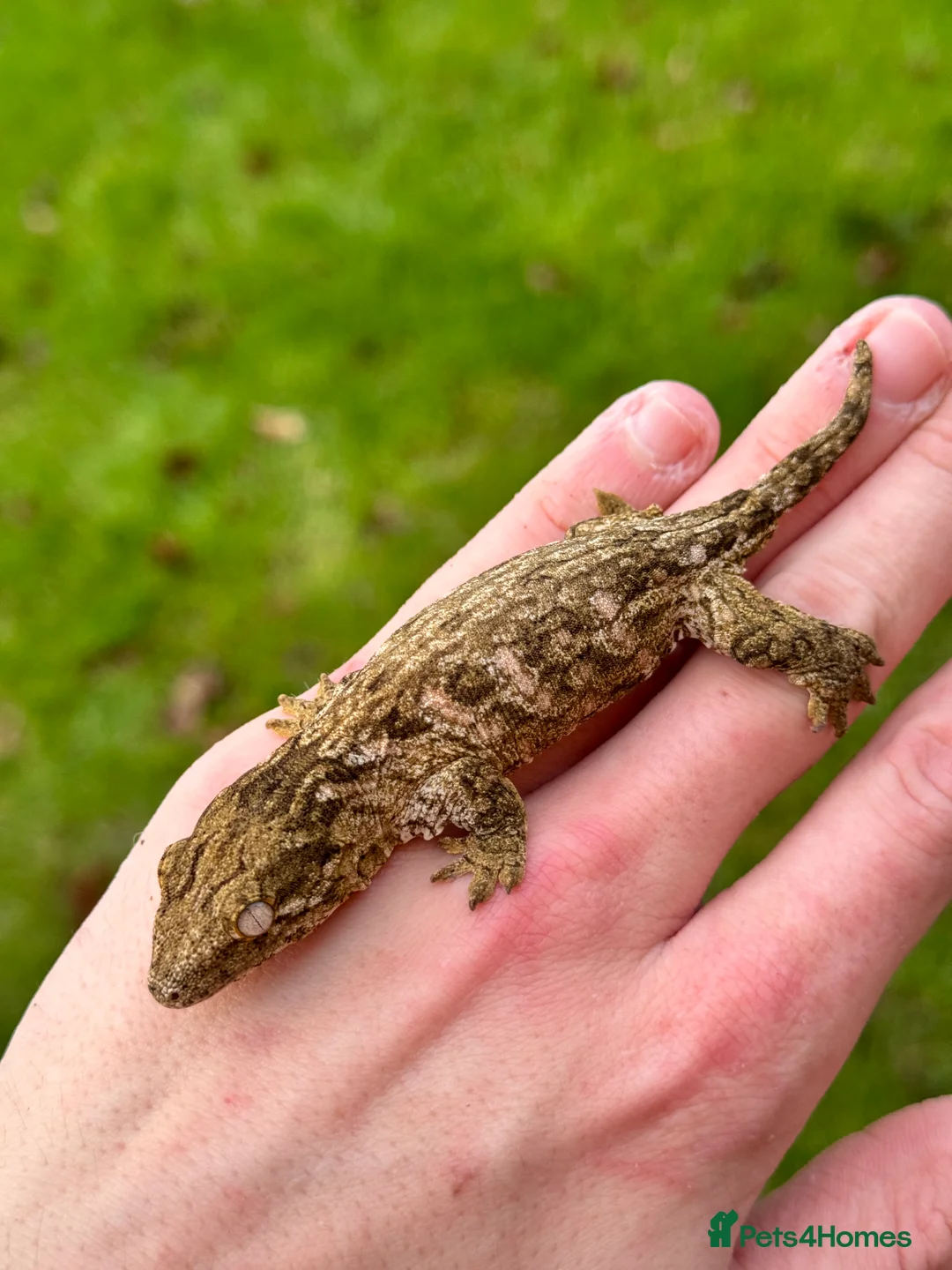 Gecko reptiles for sale: Pure Leachianus: Mt khogis Friedel line - Advert 3