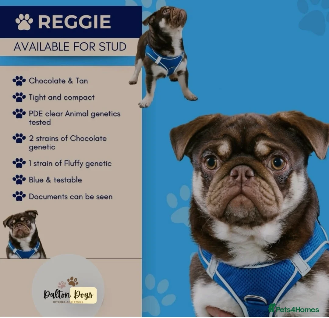 Pug dogs for stud: Proven 💦 chocolate kc reg pug boys for stud 💦 in Mexborough - Advert 3