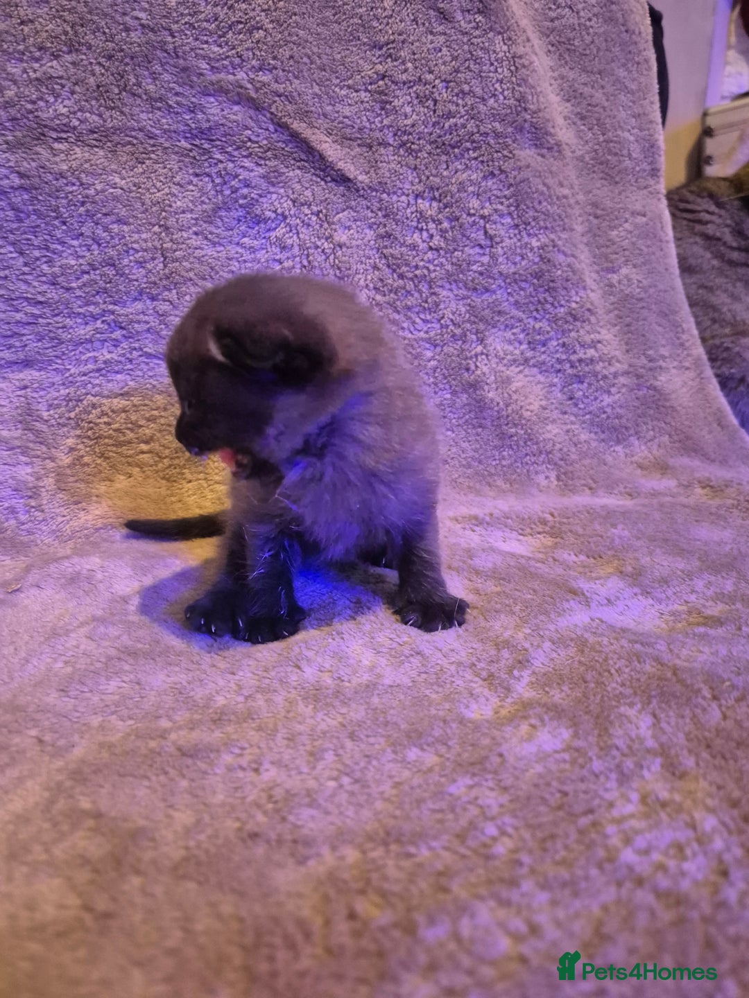 Scottish Fold cats for sale: Tica registered, parents pkd clear - Advert 9