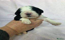Bernedoodle dogs for sale: F1 standard Bernedoodle puppies. Licensed breeder - Image 13