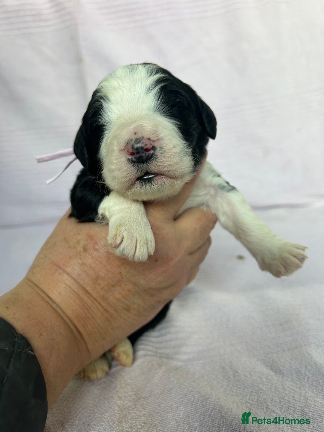 Bernedoodle dogs for sale: F1 standard Bernedoodle puppies. Licensed breeder - Image 13