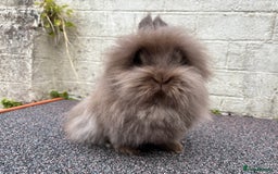 Lionhead rabbits for sale: Very fluffy pair looking for a new garden  - Image 2