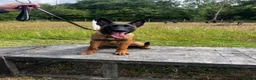Belgian Shepherd Dog dogs for sale: World Champion Sired Puppies  - Advert 11