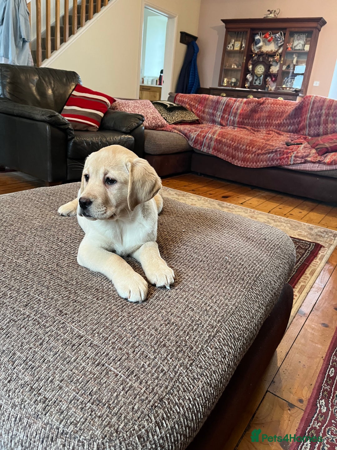 Labrador Retriever dogs for sale: Extensively health tested white chunky Labradors  - Advert 9