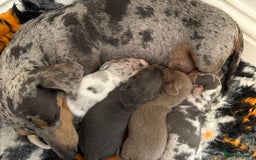 Dachshund dogs for sale: Miniature Dachshund puppies  - Image 9