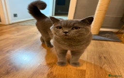 British Shorthair cats for sale: Grey British Shorthair  - Image 3