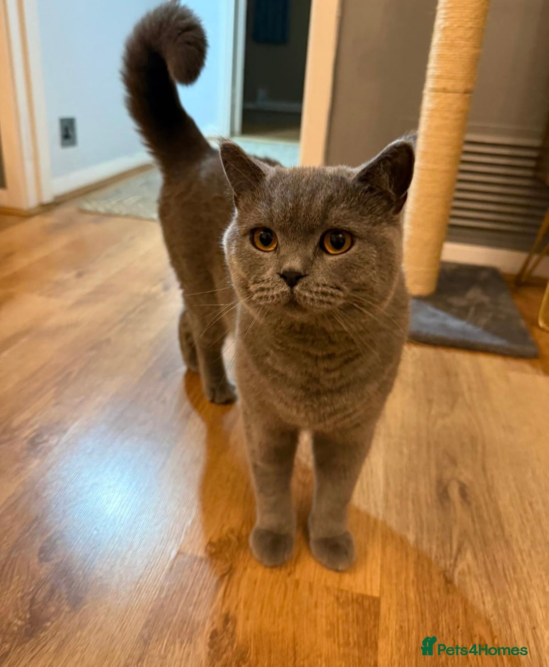 British Shorthair cats for sale: Grey British Shorthair  - Image 3