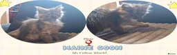 Maine Coon cats for sale: Pedigree Maine Coon kittens in Manchester - Advert 3