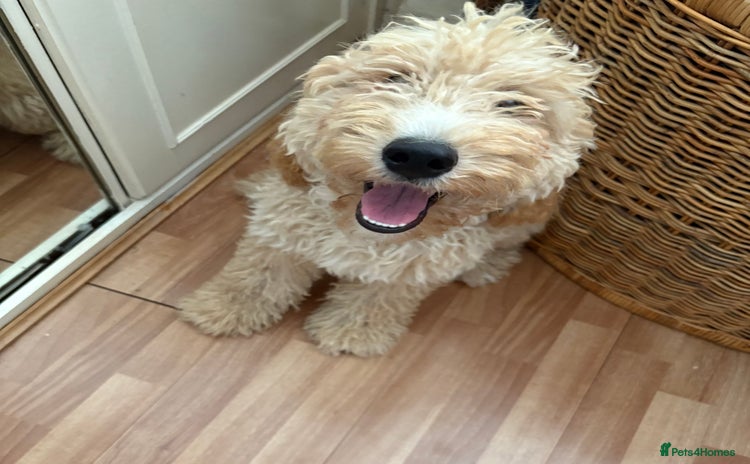 Mixed Breed dogs - Advert 1