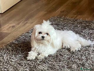 Maltese dogs Maltease puppies - Advert 1