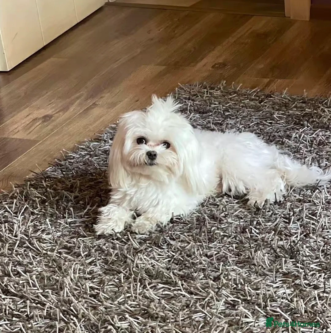 Maltese dogs for sale: Maltease puppies ❌SOLD❌ - Advert 1
