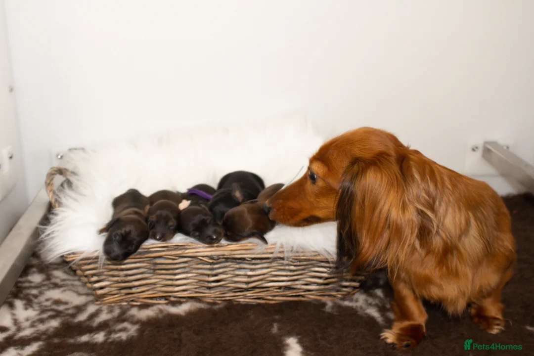 Miniature Dachshund dogs for sale: Miniature Long Haired Dachshund Puppies Available! - Advert 2
