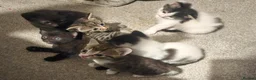 Mixed Breed cats for sale: 6 kittens for sale in Rotherham - Advert 10