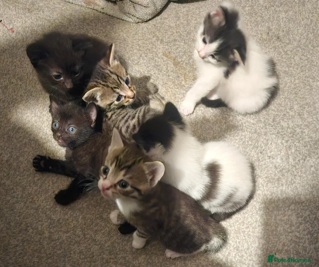 Mixed Breed cats for sale: 6 kittens for sale in Rotherham - Advert 10
