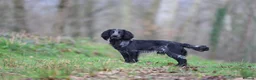Cocker Spaniel dogs for stud: Blue Roan working cocker  - Advert 9