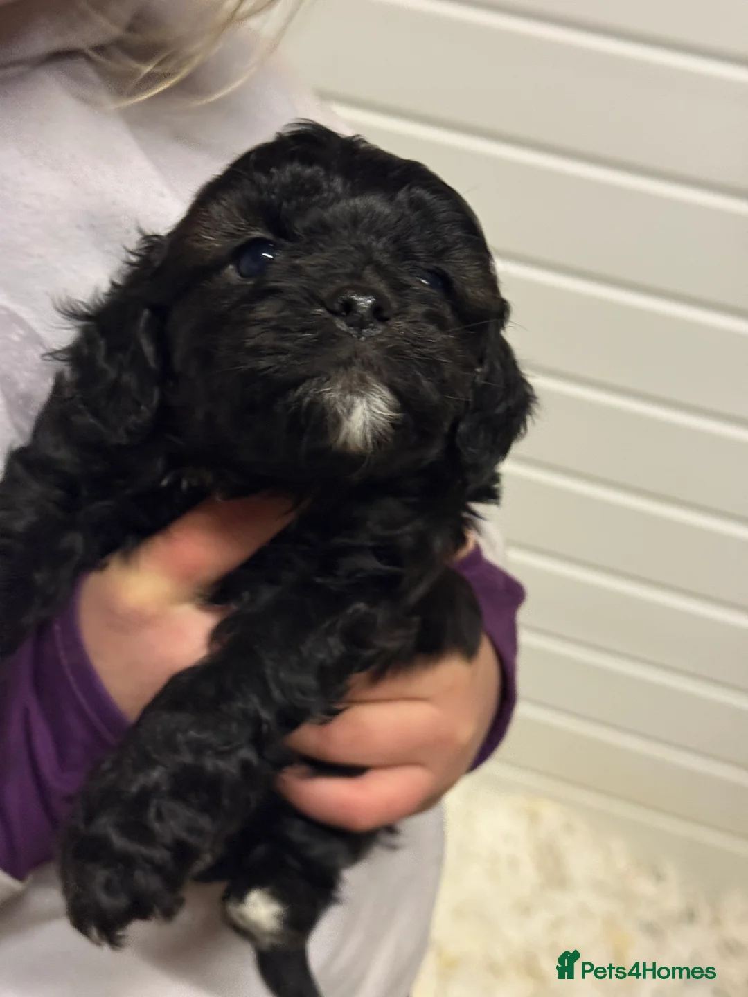 Cavapoo dogs for sale: Ready Now Stunning F1 Cavapoo boy - Advert 15