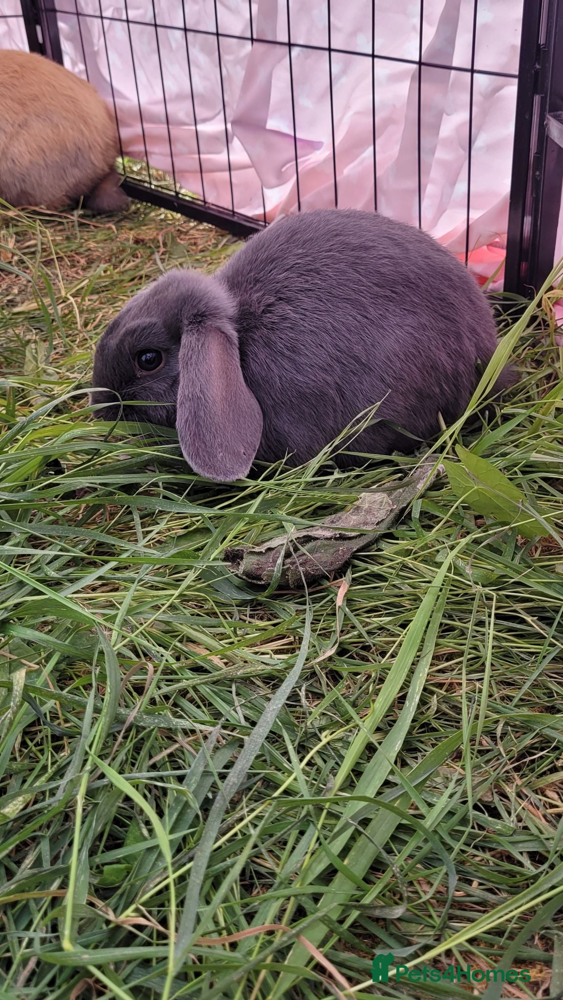 Mini Lop rabbits 3 boys Ready to collect. Beautiful pure mini lops  - Advert 18