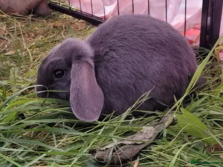 Mini Lop rabbits 3 boys Ready to collect. Beautiful pure mini lops - Advert 18