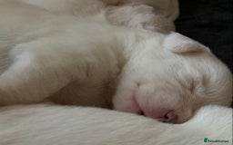Mixed Breed dogs for sale: 6 beautiful puppies  - Image 5