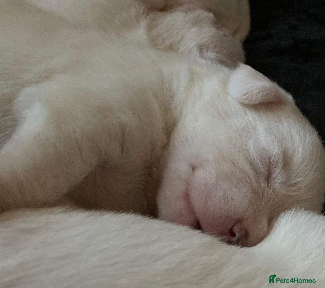 Mixed Breed dogs for sale: 6 beautiful puppies  - Image 5