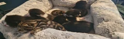 Mixed Breed cats for sale: 7 beauiful kittens looking for a forever home - Advert 14