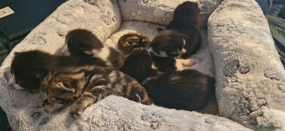 Mixed Breed cats for sale: 7 beauiful kittens looking for a forever home - Advert 14