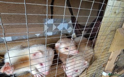 Ferret rodents for sale: ferret kits hobs and jills for sale - Image 11