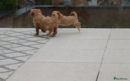 Cavapoo dogs for sale: F1 Cavapoo puppies for sale - Image 3