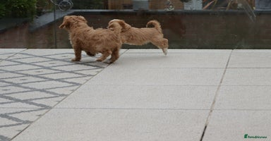Cavapoo dogs - Advert 2