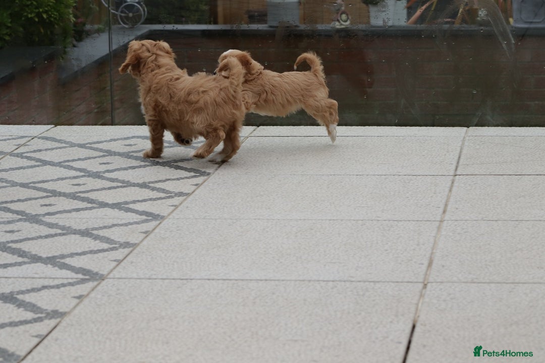 Cavapoo dogs for sale: F1 Cavapoo puppies for sale - Image 3