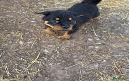 Rottweiler dogs for sale: beautiful pedigree rottweilers  - Image 14