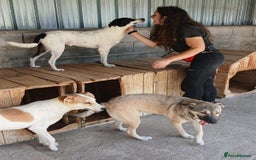 Mixed Breed dogs for adoption: Kiwi, 1 yr old. Available for adoption. - Image 23