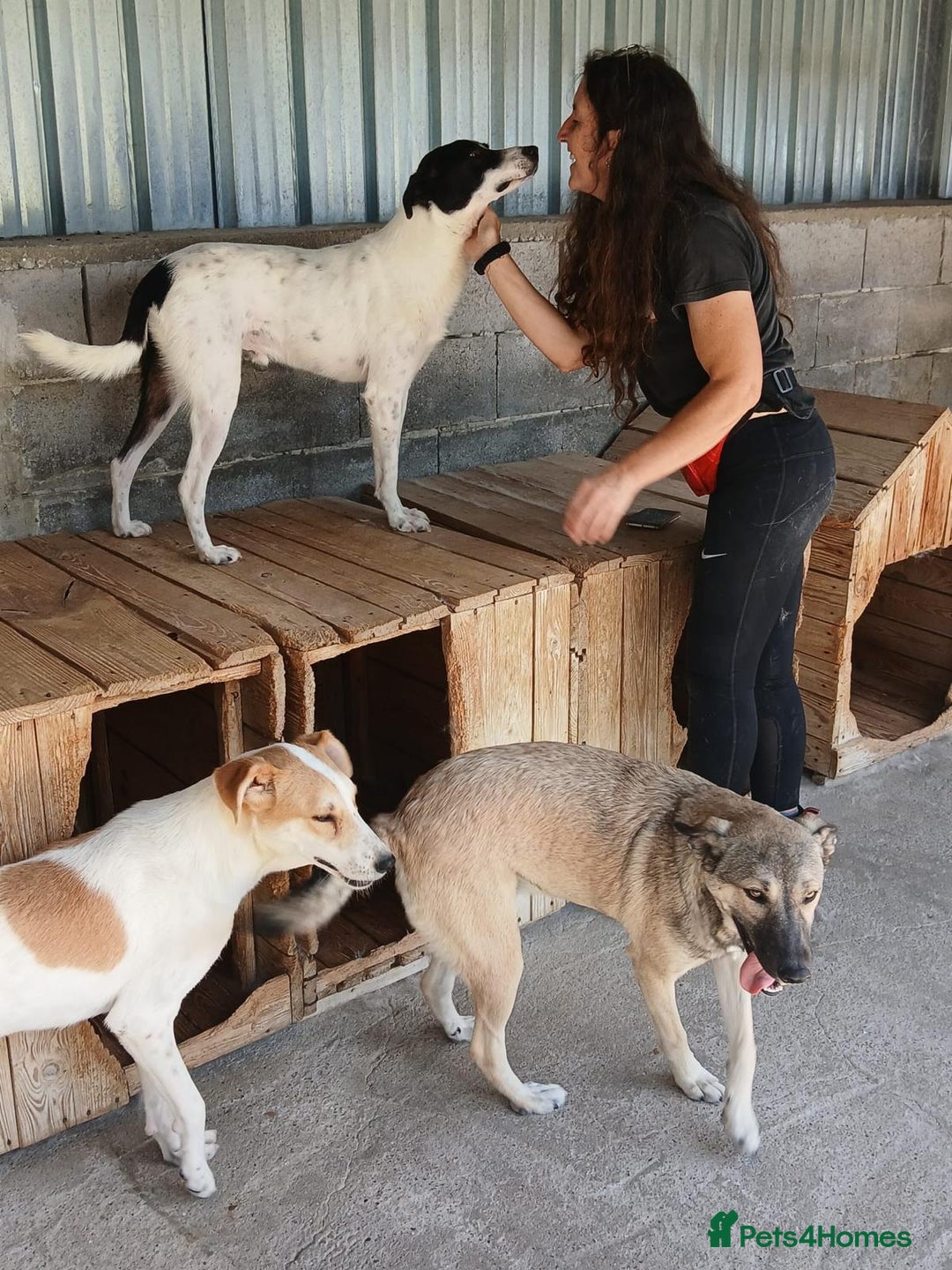 Mixed Breed dogs for adoption: Kiwi, 1 yr old. Available for adoption. - Image 23